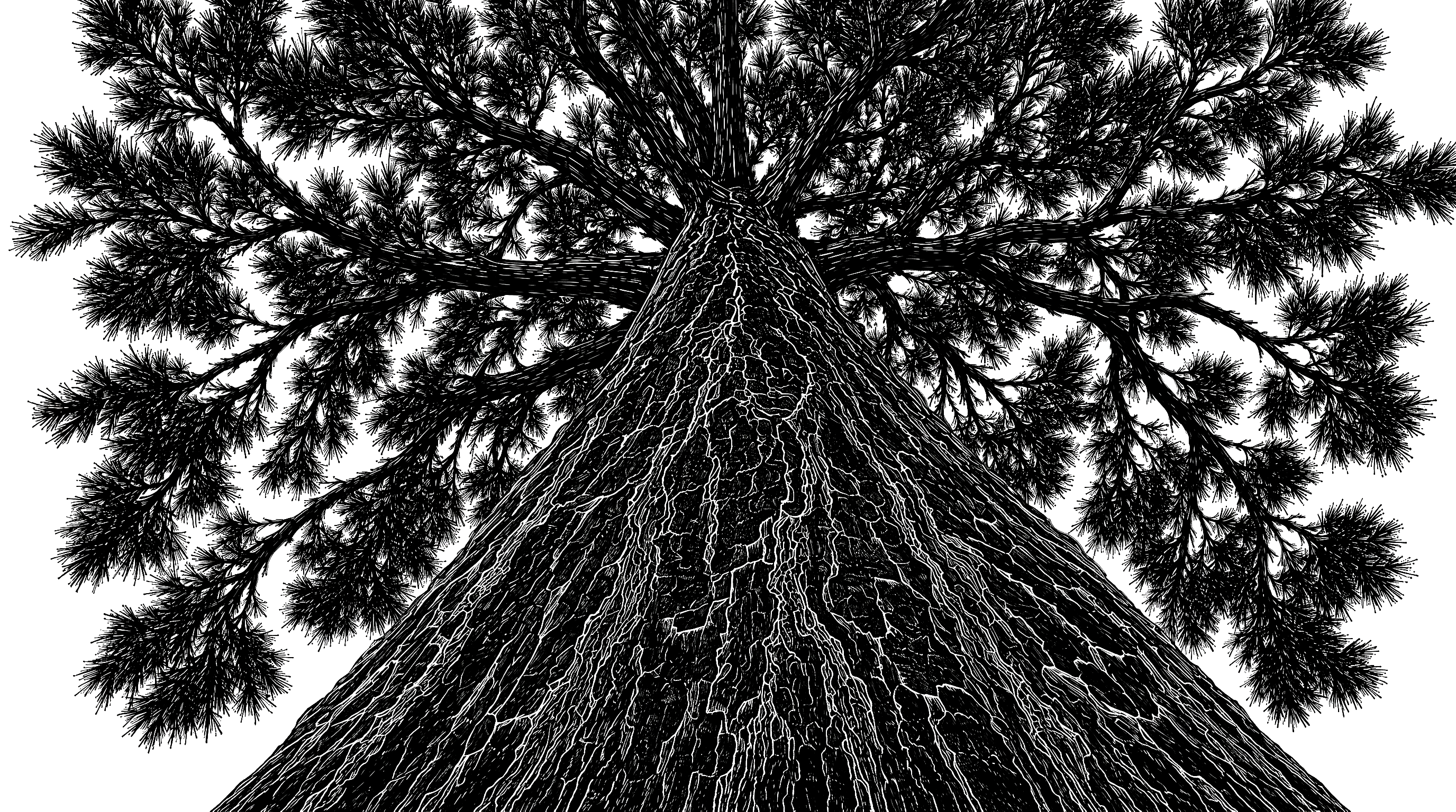 Goofy Foot Pine Wood Illustration
